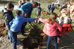 Executivo planta pinheiros com a colaboração dos alunos da EB 1 de Boleiros 