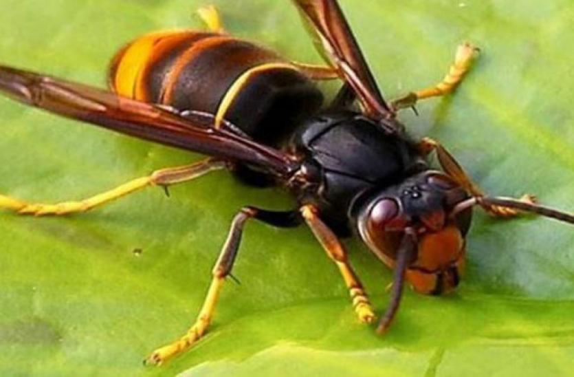 Câmara Municipal instala armadilhas para captura de vespa asiática