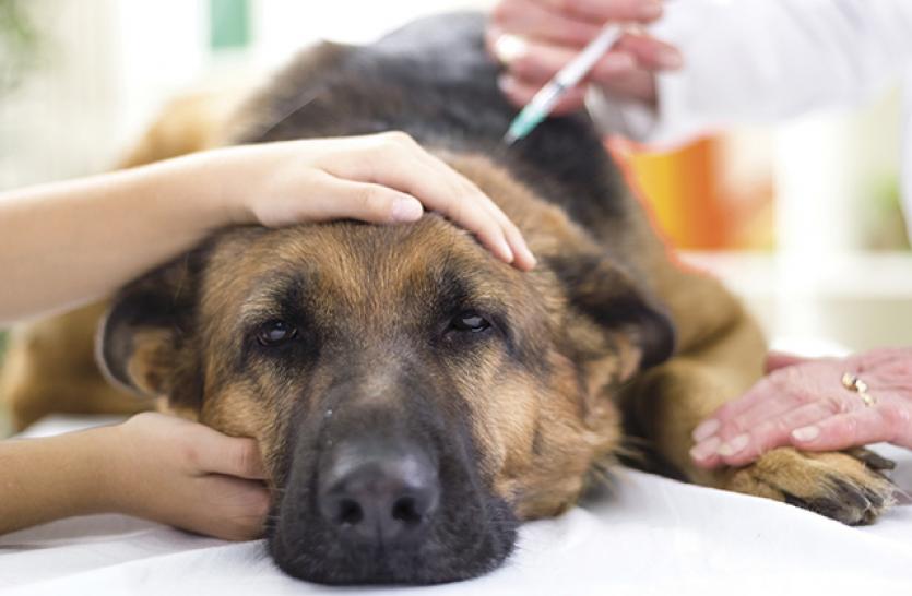 Datas da campanha de Vacinação Antirrábica