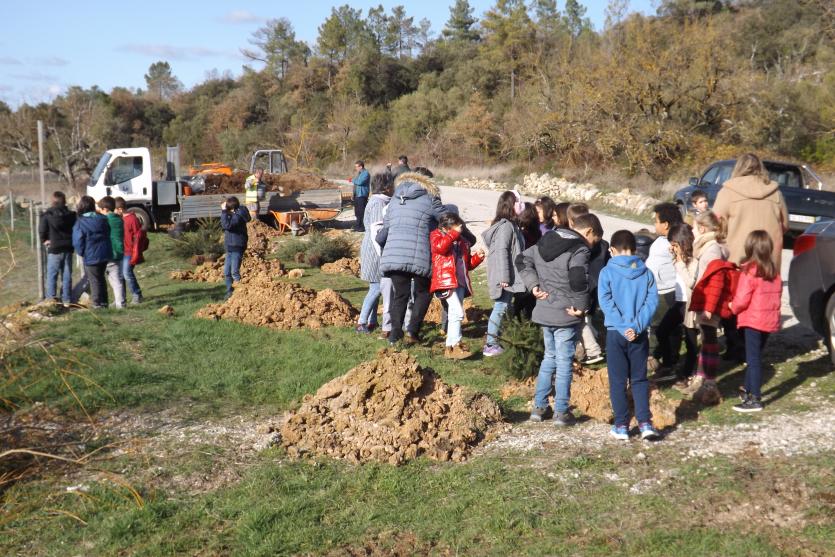 Executivo planta pinheiros com a colaboração dos alunos da EB 1 de Boleiros 