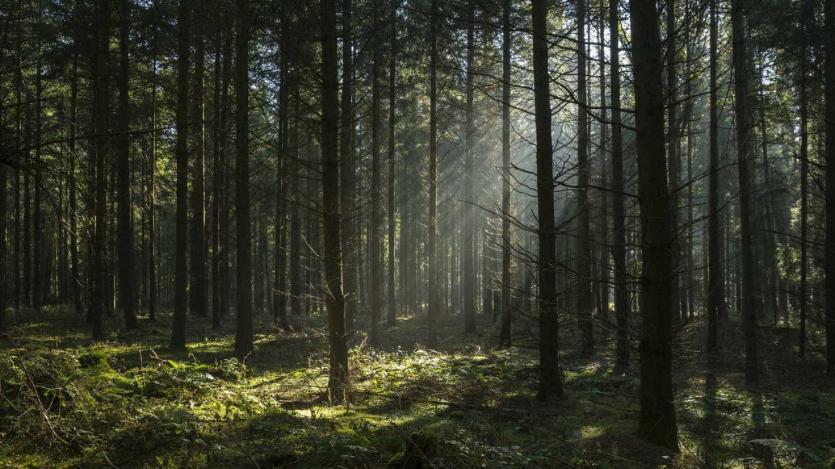 Limpeza dos terrenos com novos prazos e regras